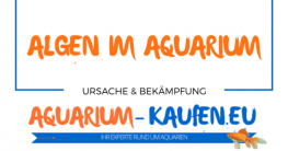 algen-im-aquarium
