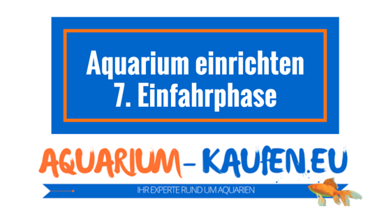 aquarium-einrichten-einfahrphase