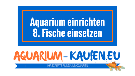 aquarium-einrichten-fische-einsetzen